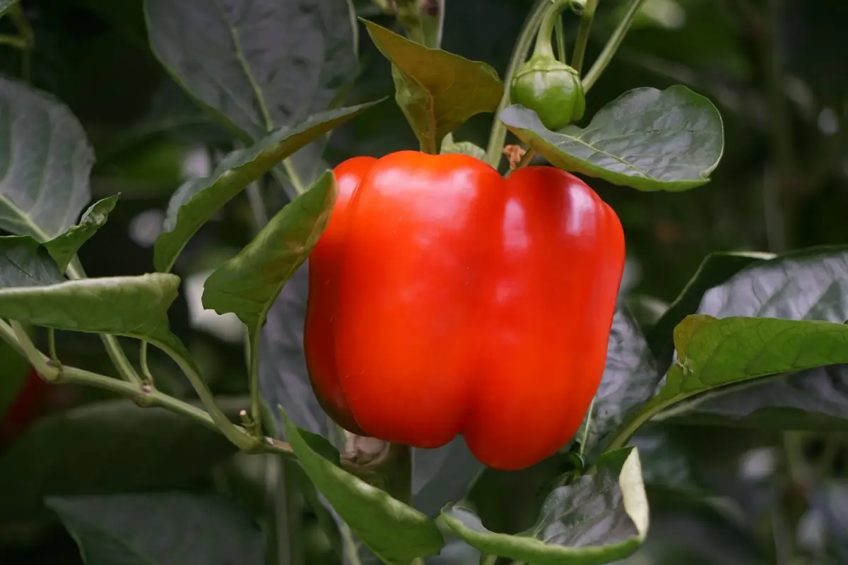Pimiento morrón rojo maduro en la planta