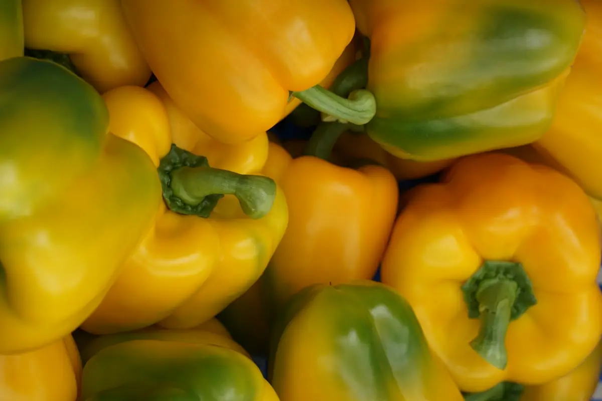 Pimientos morrones amarillos tras la cosecha