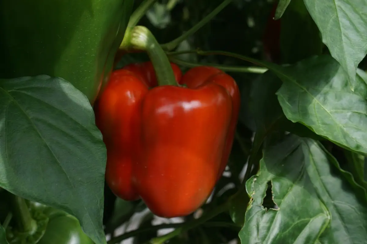Pimiento morrón rojo en la planta dentro del invernadero