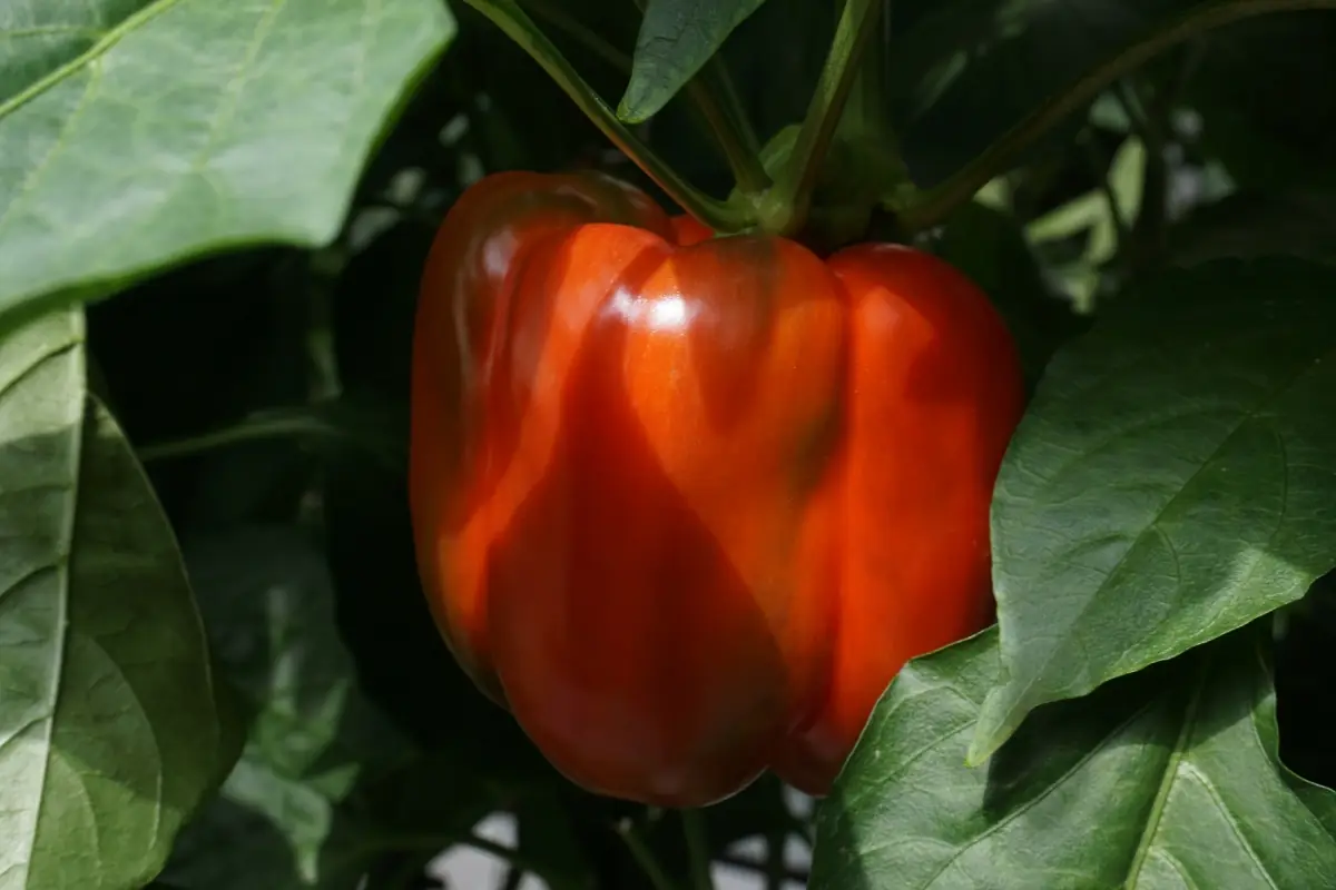 Pimiento morrón rojo listo para el corte