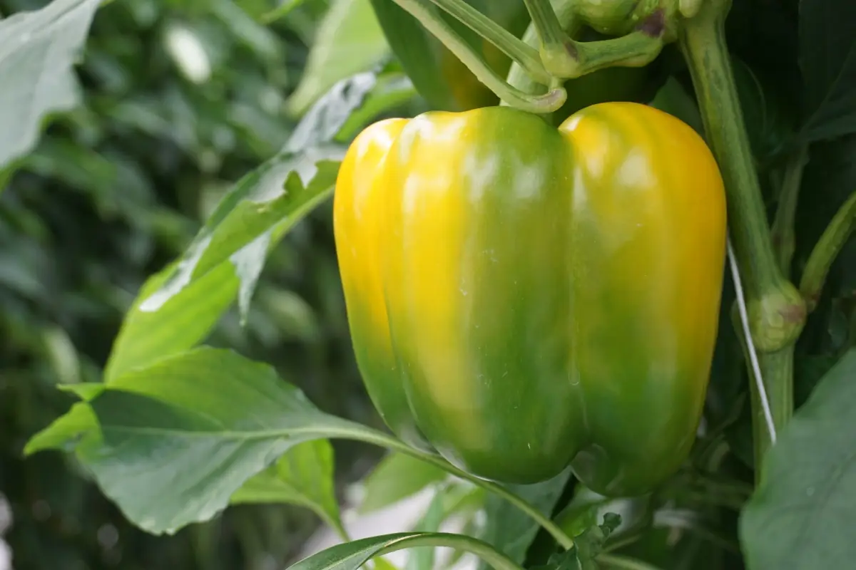 Pimiento morrón verde virando a amarillo en la planta