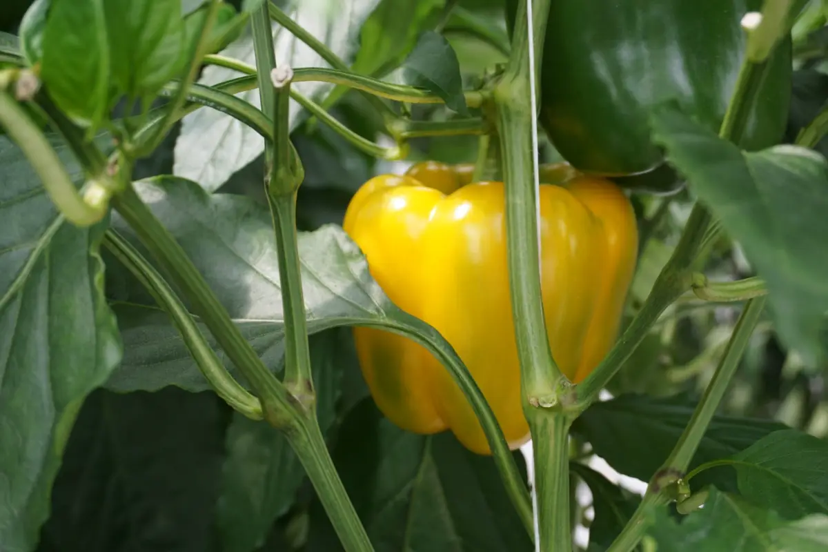 Pimiento morrón amarillo en la planta